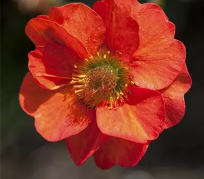 Chilenische Nelkenwurz Chilenische Nelkenwurz