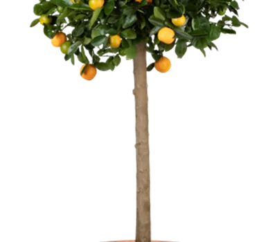 Citrus mitis Stamm  Citrus mitis Stamm