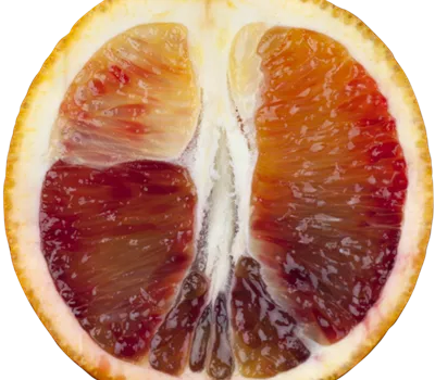 ORANGE TIME Citrus sin. 'Moro' ORANGE TIME Citrus sin. 'Moro'