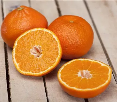 ORANGE TIME Citrus sp. Stamm  ORANGE TIME Citrus sp. Stamm