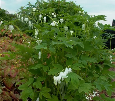 Hohe Garten-Herzblume 'Alba'