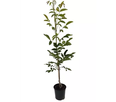 Walnuss 'Franquette'