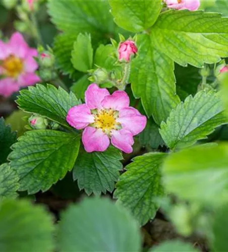 Monats-Erdbeere Monats-Erdbeere