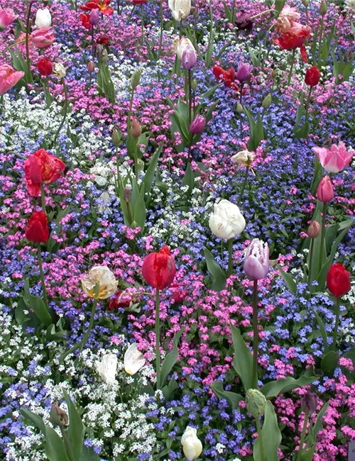 Die Frühblüher – Stars und Sternchen im Frühling