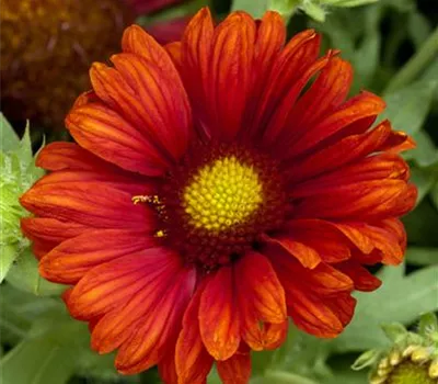 Großblumige Garten-Kokardenblume 'Burgunder'