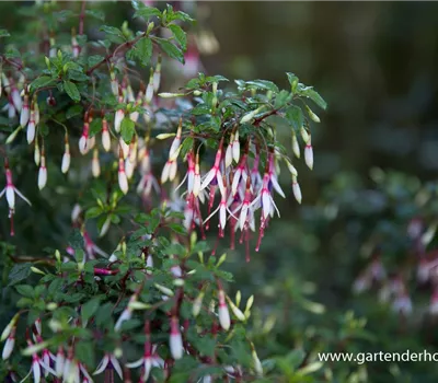 Garten-Fuchsie