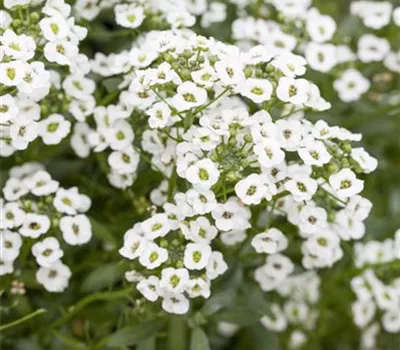 Lobularia maritima 'Snow Princess'