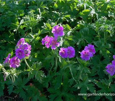 Prächtiger Storchschnabel Prächtiger Storchschnabel