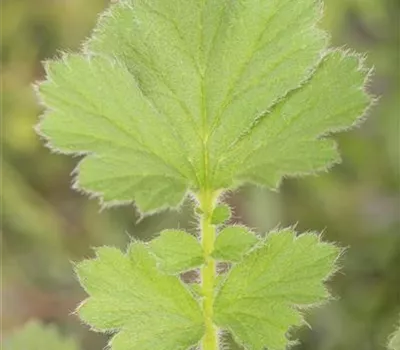 Chilenische Nelkenwurz Chilenische Nelkenwurz