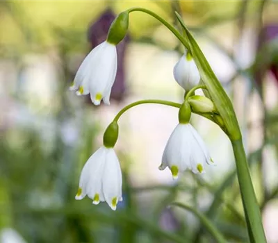 10 Blumenzwiebel - Märzenbecher
