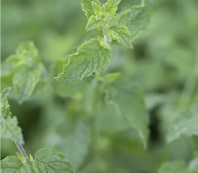 Erdbeer-Minze 'Almira®'