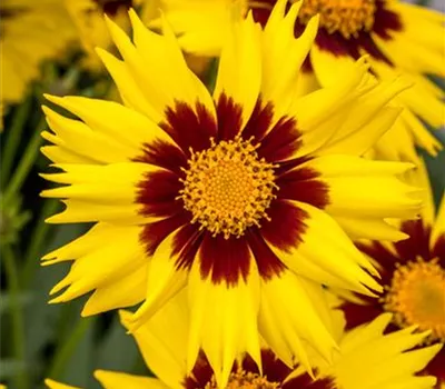 Coreopsis grandiflora 'SunKiss' Coreopsis grandiflora 'SunKiss'