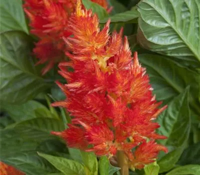Federbusch 'Fire Red' Federbusch 'Fire Red'