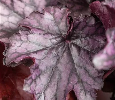 Heuchera 'Milan' Heuchera 'Milan'
