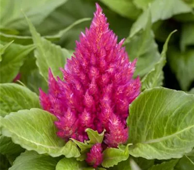 Federbusch 'Glow Pink' Federbusch 'Glow Pink'