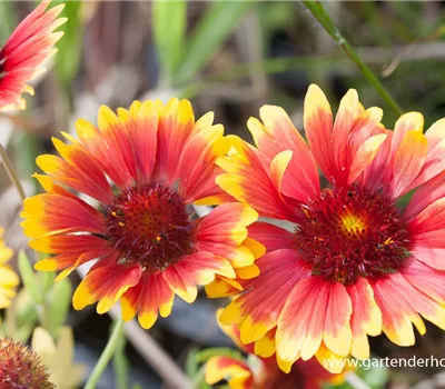 Großblumige Garten-Kokardenblume 'Fackelschein'