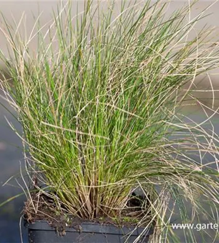 Amethyst-Schwingel Amethyst-Schwingel