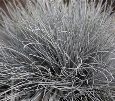 Festuca glauca 'Eisvogel' Festuca glauca 'Eisvogel'