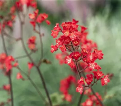 Heuchera sanguinea 'Ruby Bells' Heuchera sanguinea 'Ruby Bells'