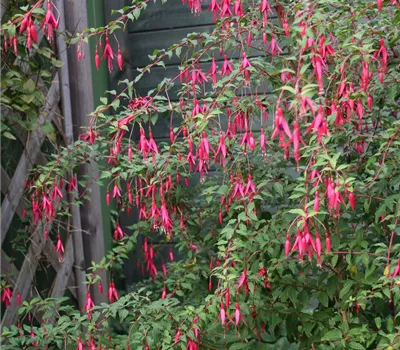 Garten-Fuchsie