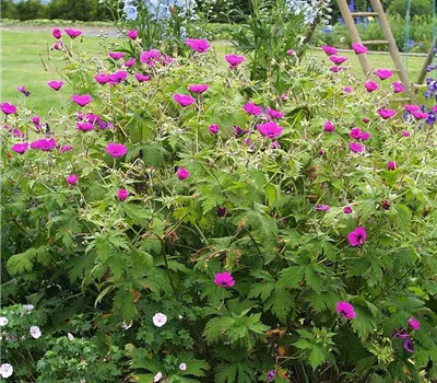 Armenischer Storchschnabel Armenischer Storchschnabel