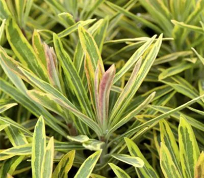 Euphorbia polychroma 'Ascot Rainbow' Euphorbia polychroma 'Ascot Rainbow'