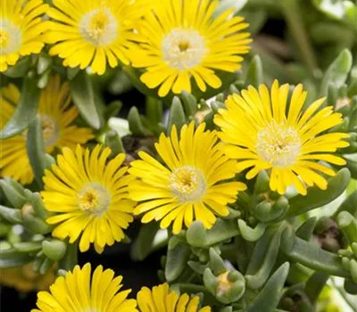 Mittagsblume Wheels of Wonder® 'Golden Wonder' Mittagsblume Wheels of Wonder® 'Golden Wonder'