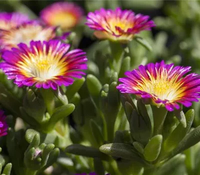 Mittagsblume Wheels of Wonder® 'Purple Wonder' Mittagsblume Wheels of Wonder® 'Purple Wonder'