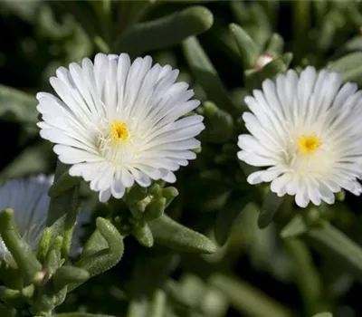 Mittagsblume Wheels of Wonder® 'White Wonder'