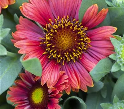 Gaillardia x grandiflor, rot