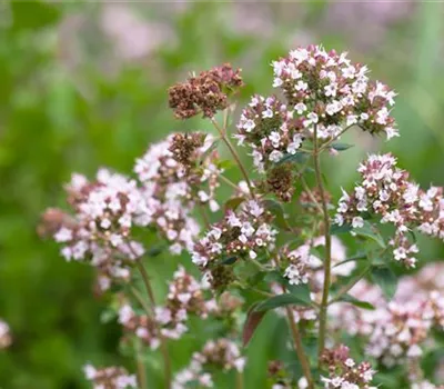 Italienischer Majoran 'Venezia'