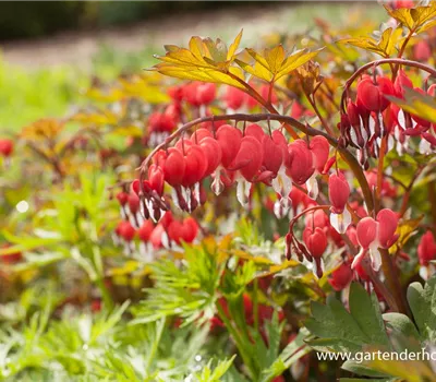 Tränendes Herz 'Valentine'®