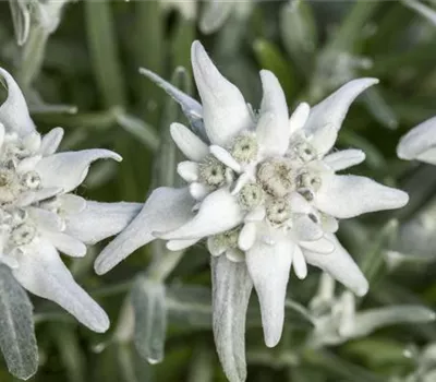 Garten Edelweiß 'Matterhorn'