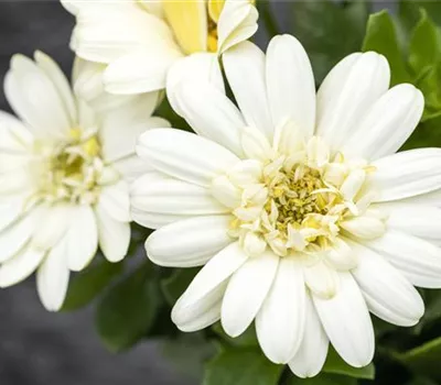 Kapmargerite 'Lemon Ice'