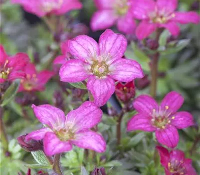 Garten-Moos-Steinbrech 'Peter Pan'