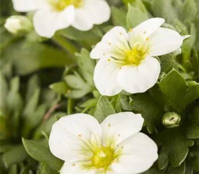 Garten-Moos-Steinbrech