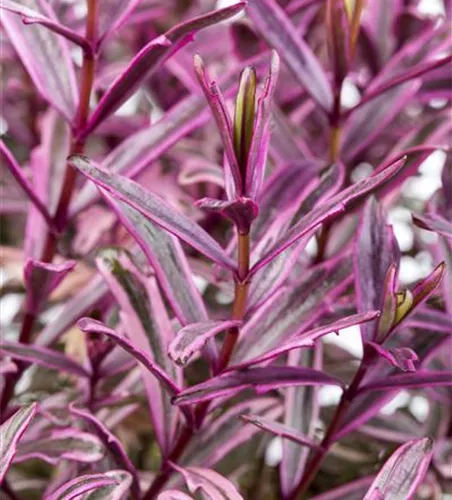 Hebe 'Magicolors' Hebe 'Magicolors'