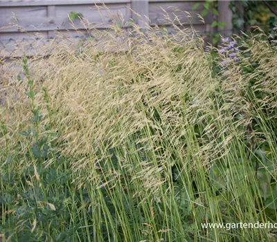 Garten-Schmiele 'Goldschleier'