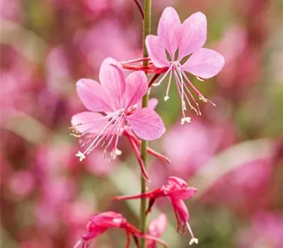 Gaura lindheimeri, rosa