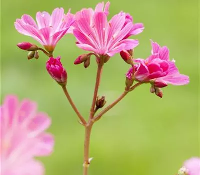 Lewisia cotyledon, pink Lewisia cotyledon, pink