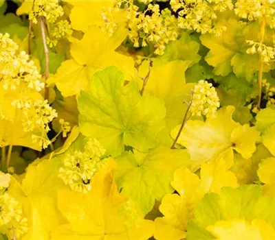 Heuchera Little Cuties 'Blondie in Lime' Heuchera Little Cuties 'Blondie in Lime'