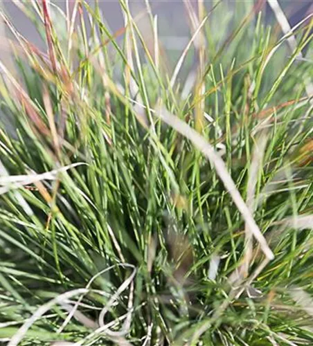 Amethyst-Schwingel Amethyst-Schwingel