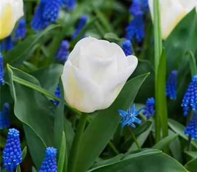 Tulpe 'Calgary'