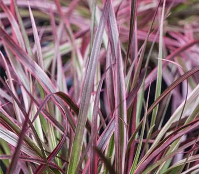 Pennisetum 'Fireworks'(s) Pennisetum 'Fireworks'(s)