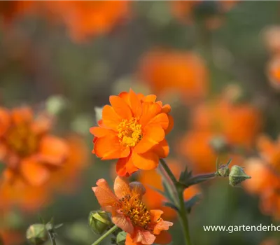 Chilenische Nelkenwurz Chilenische Nelkenwurz