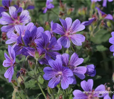 Prächtiger Garten-Storchschnabel 'Rosemoor'
