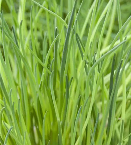 Schnittlauch Schnittlauch