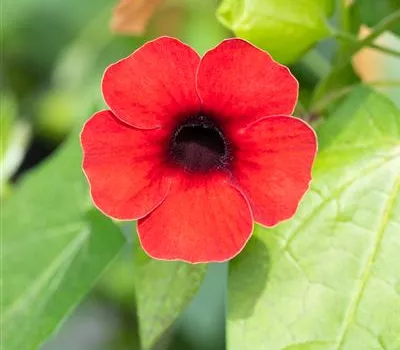 Schwarzäugige Susanne Sunny Susy® 'Cherry'