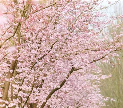 Die Zierkirsche – eine Schönheit ohne Starallüren 