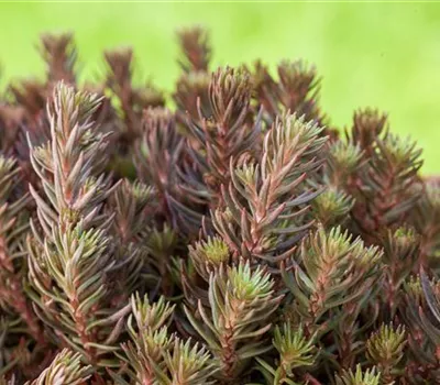 Sedum reflexum 'Chocolate Ball'